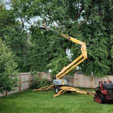 Best Stump Grinding and Removal  in Elgin, IL