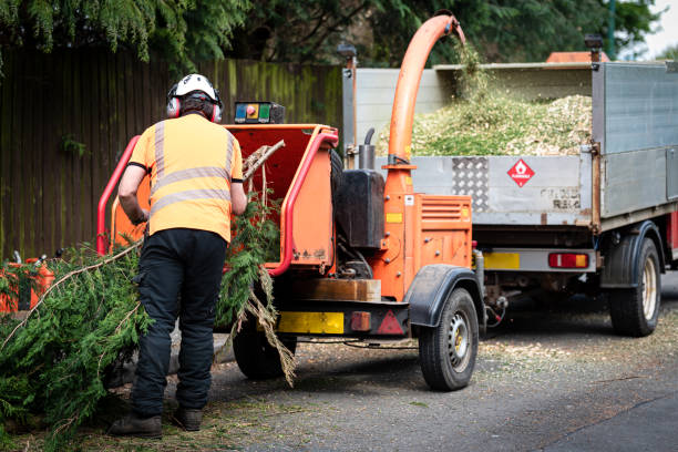 Best Tree Cabling and Bracing  in Elgin, IL