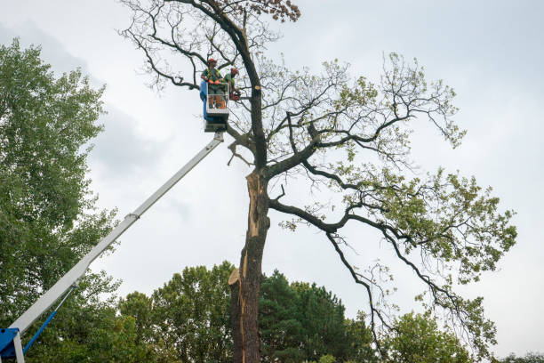 Best Commercial Tree Services  in Elgin, IL