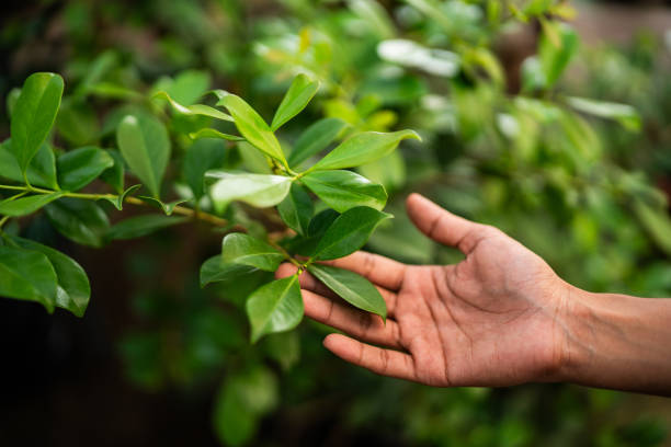 How Our Tree Care Process Works  in  Elgin, IL