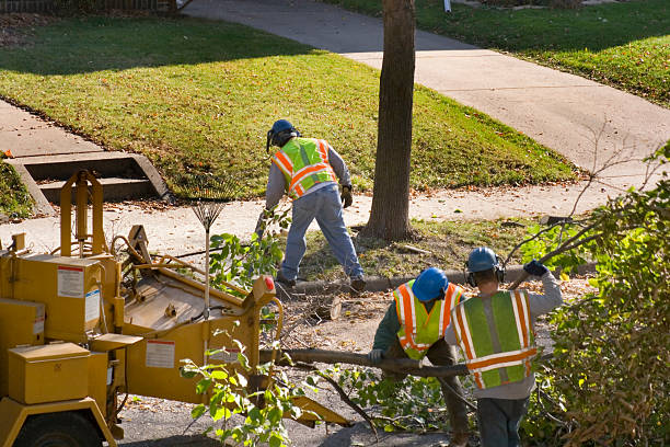 Best Firewood Processing and Delivery  in Elgin, IL