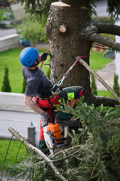 Best Lawn Irrigation Installation and Maintenance  in Elgin, IL