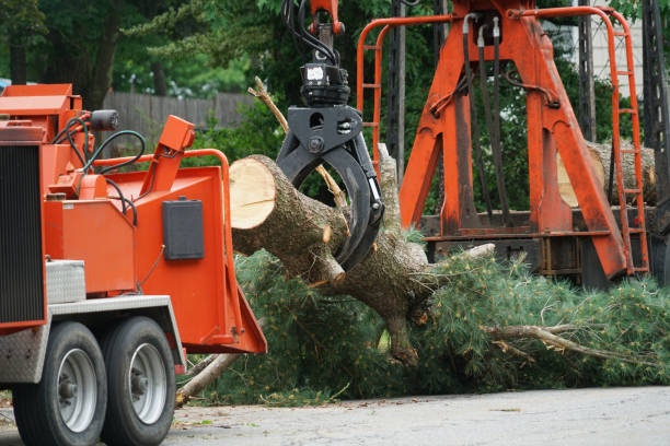 Best Lawn Renovation and Restoration  in Elgin, IL
