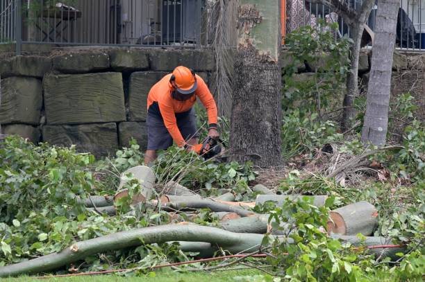 Best Emergency Tree Removal  in Elgin, IL