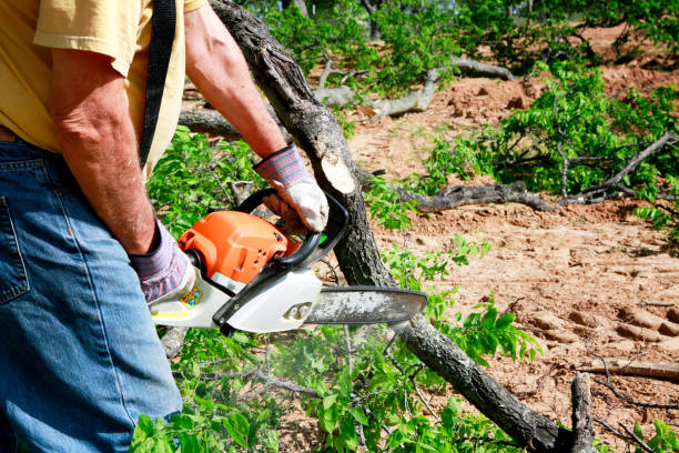 Best Tree Risk Assessment  in Elgin, IL